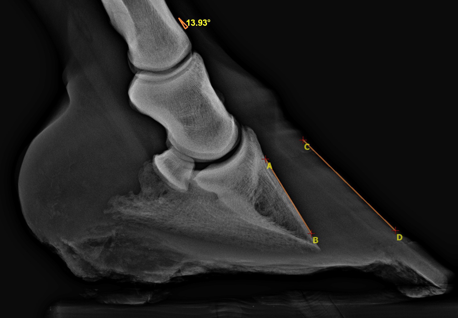 laminitis 14