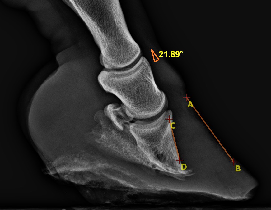 laminitis 21