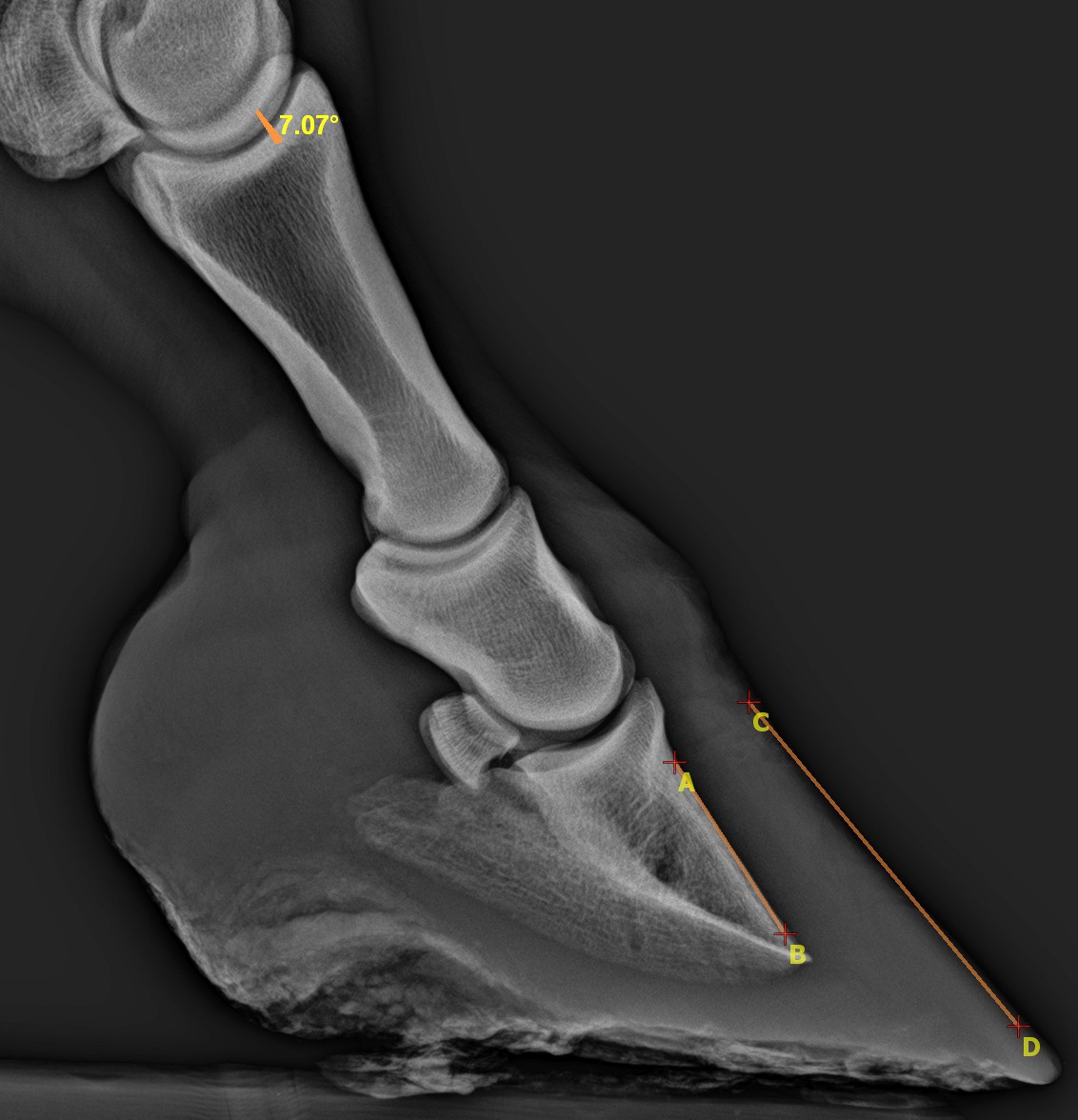 laminitis 7