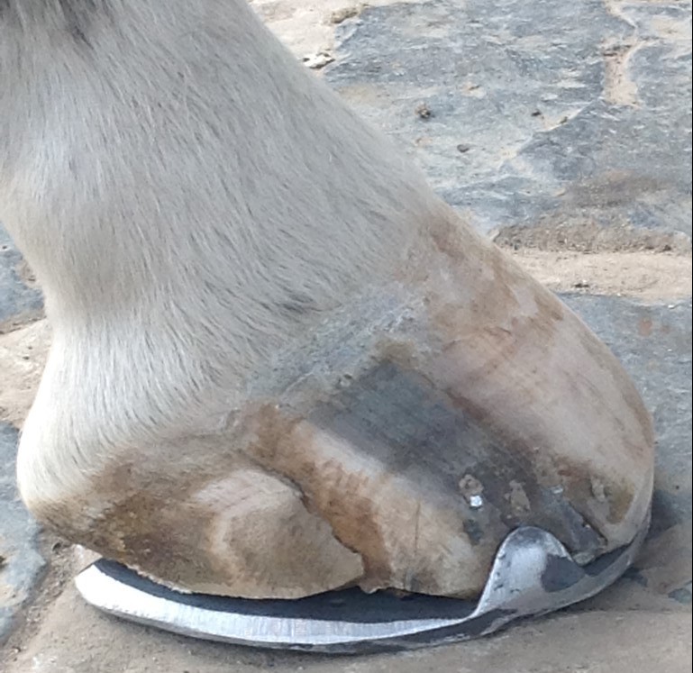 sarokrepedés Medium