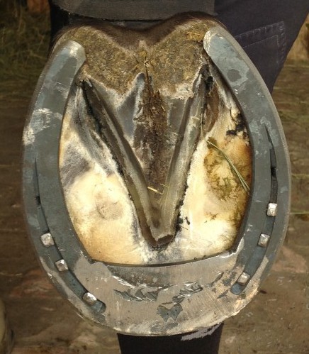 suspensory Medium